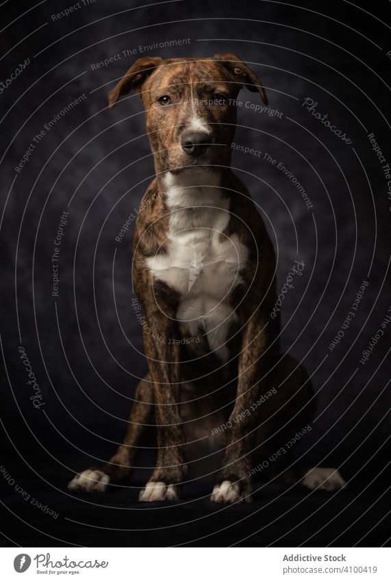 Proud adult spotted American Terrier dog proud canine breed doggy portrait american terrier animal domestic staffordshire terrier amstaff mammal pet calm fur