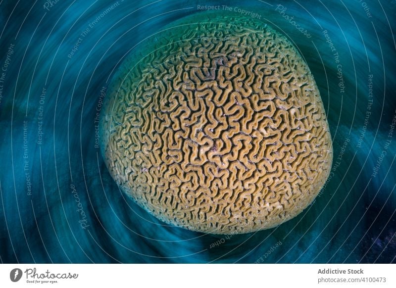 Spinning brain coral in ocean water underwater reef round abstract pattern spinning texture labyrinth circle sponge conservation tropical aquatic biodiversity