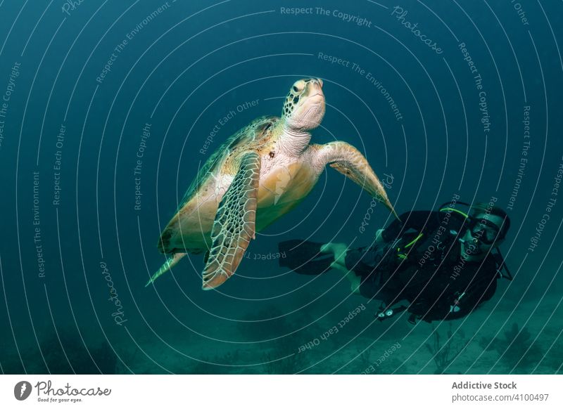 Free diver swimming underwater with big turtle in ocean sea animal wildlife ecosystem deep tourism blue activity marine tropical clear extreme summer sport