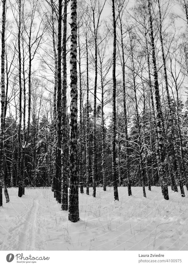 Birches in the winter birches Birch tree Birch wood Winter Snow Winter mood Winter forest birch branch Forest winter cold Winter vacation Winter light