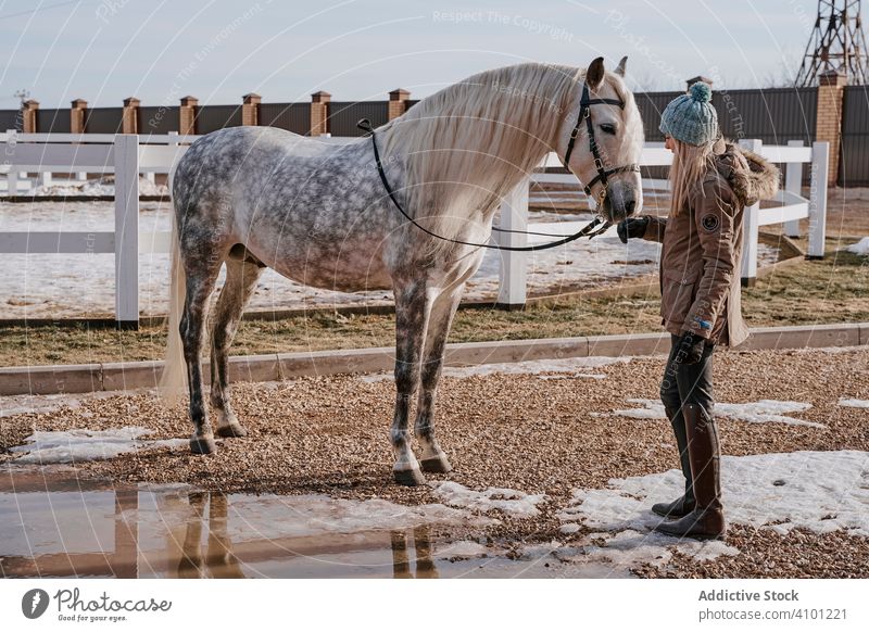 Warm dressed woman with gray horse outside pet stallion animal care nature mammal straw farm saddle horseback pasture stable field affection countryside love