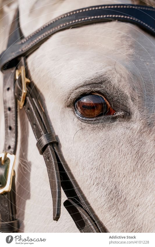 Gray horse face with healthy eyes on bridle head pet animal care grey muzzle nature mammal chain farm saddle horseback pasture countryside hippodrome equine