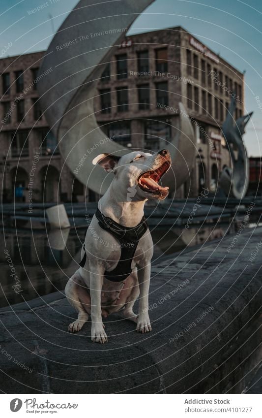 Strong dog spending time in street of city amstaff animal pet domestic lifestyle urban stroll leash breed serious canine harness vertebrate obedient walk mammal
