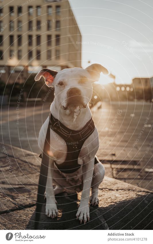 Strong dog spending time in street of city amstaff animal pet domestic lifestyle urban stroll leash breed serious canine harness vertebrate obedient walk mammal