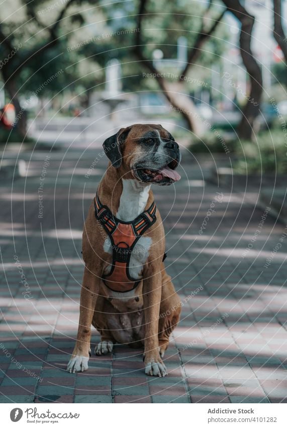 Playful dog spending time in street boxer summer animal pet domestic tongue out lifestyle breath breed canine harness vertebrate obedient walk urban mammal