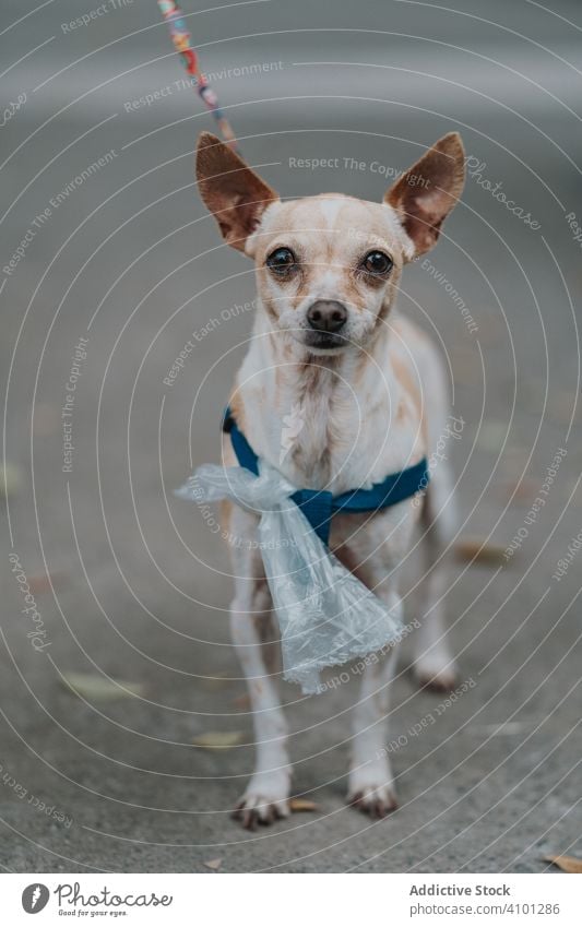 Chihuahua walking in street dog chihuahua portrait pet adorable domestic lifestyle animal canine leash purebred vertebrate obedient mammal stroll friendly weary