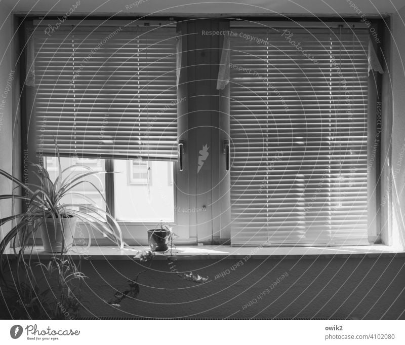 Bureau Office Window Patient Calm Break Slat blinds Interior shot Pattern Black & white photo Structures and shapes Deserted Copy Space bottom Light Shadow