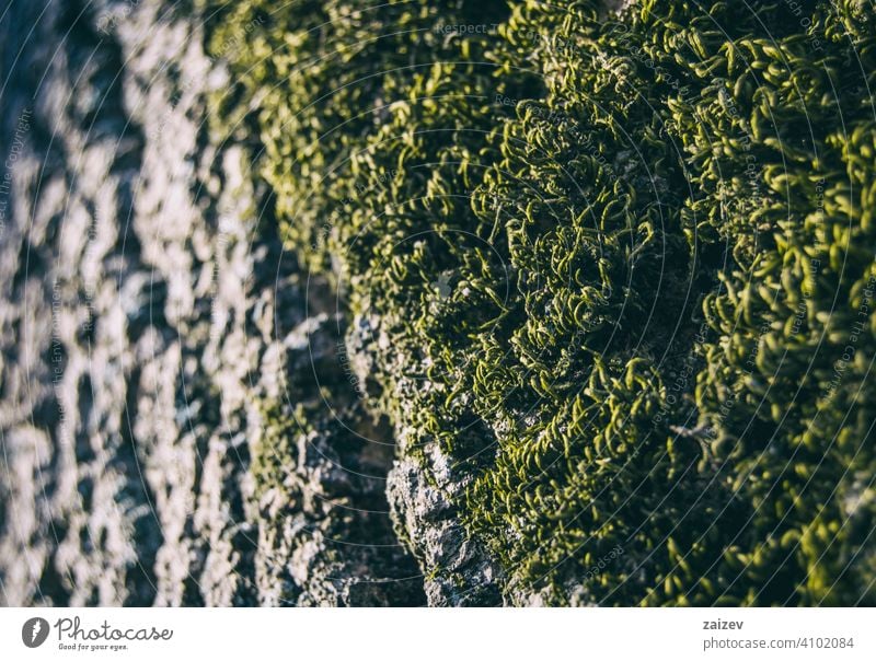 green moss seen from close up background nature pattern surface old natural lichen grow ancient textured closeup abstract covered plant color design gray