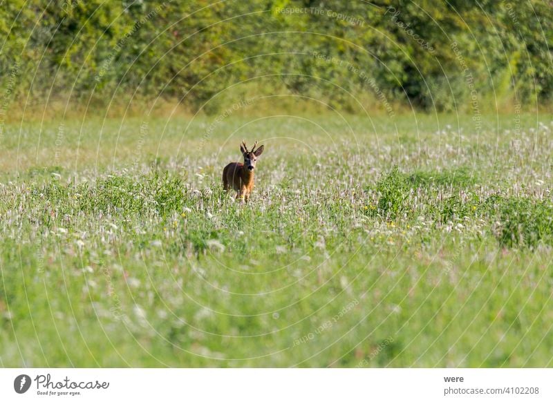 Young roe deer in a meadow animal animal themes buck copy space cuddly cuddly soft forest fur hunter hunting landscape male mammal nature nobody red deer