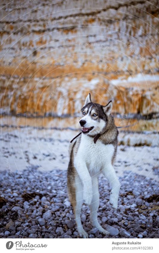 Huskey dog playing near the rocky mountain Nature Vertical Puppy love doggy animal nature outdoors dog outdoors outdoors activity Playing field pet happy fun