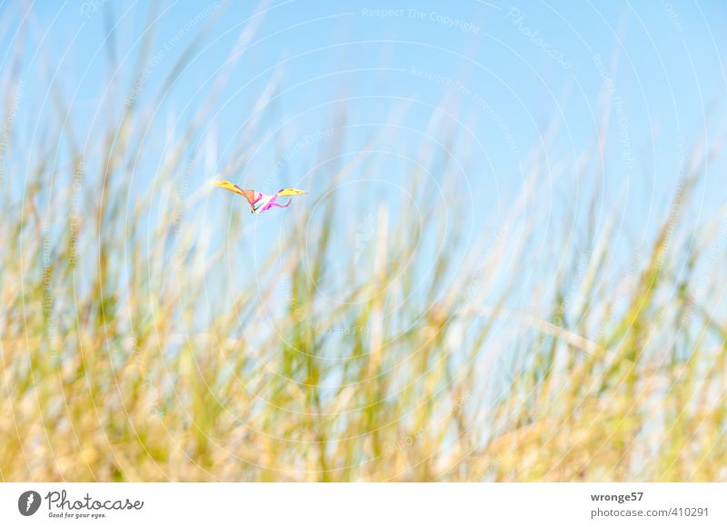 dune dragon Playing Hang gliding Summer Beach Flying Blue Multicoloured Yellow Green Kite Toys Wind chime Floating Sky Sky blue Beach dune Marram grass