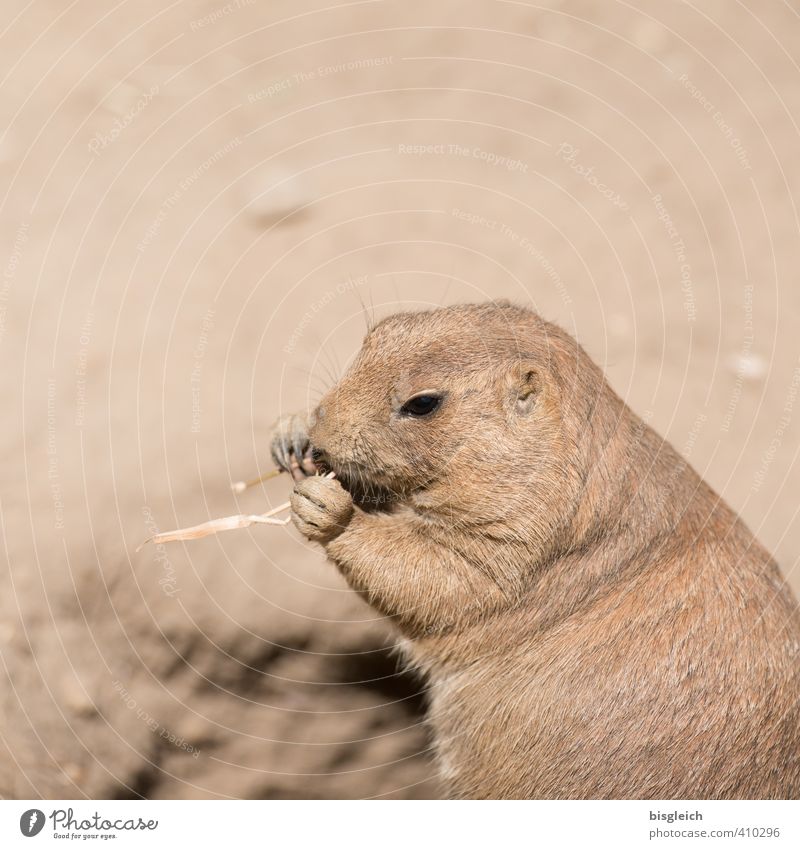 Prairie Dog II Zoo Animal Wild animal Animal face Pelt Claw Prairie dog 1 To feed Sit Brown Beautiful Colour photo Exterior shot Deserted Copy Space top Day