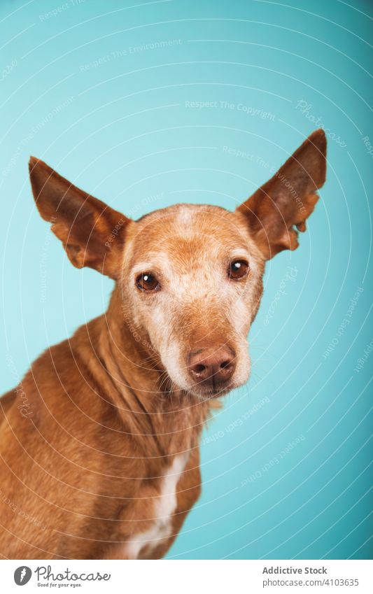 Portrait of brown podenco dog with sad look on blue background pet portrait mammal animal breed mongrel fur puppy isolated confused curious expression face