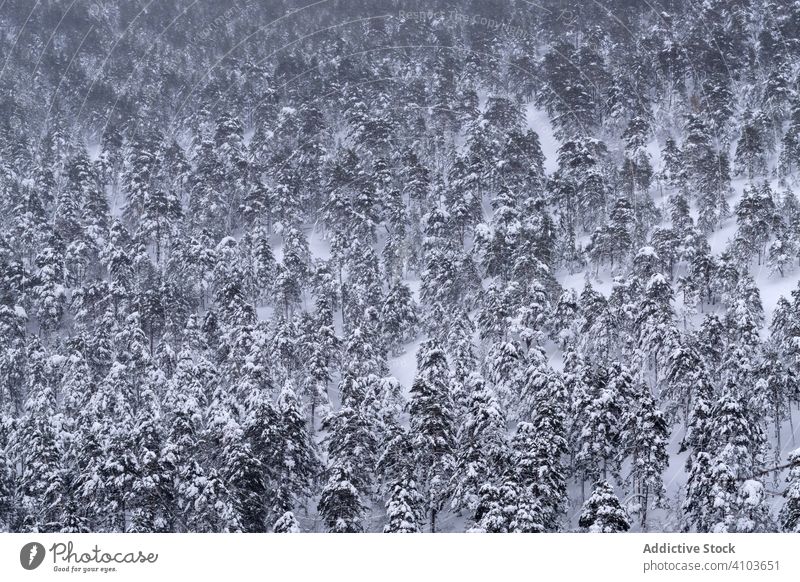 Pine forest covered with snow and ice in a misty landscape in the North of Spain Mountains snowing mountain fog foggy winter white north pine pine forest tree