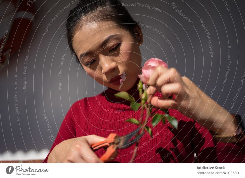 Young Asian lady cutting rose stem with secateurs woman floristry work asian chinese japanese flower bun young ethnic culture concentration apartment business
