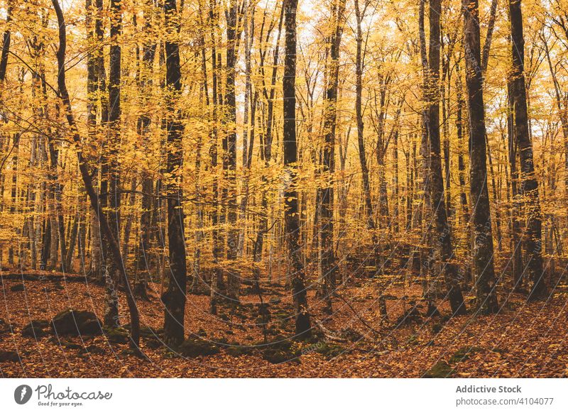 Wonderful landscape of golden autumn in forest fageda garrotxa jorda olot scenery tree foliage cover ground root nature fall season yellow countryside park