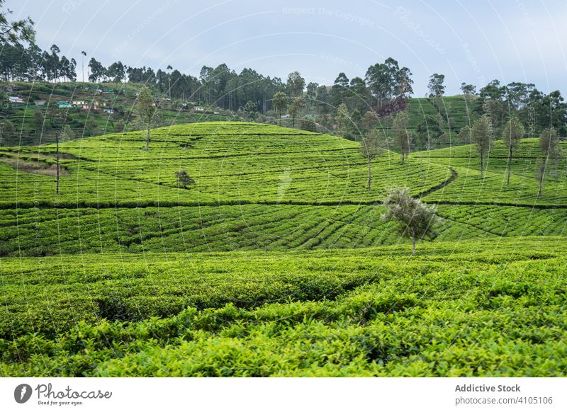 Picturesque landscape of tea fields in Sri Lanka morning picturesque scenic plant plantation nature green summer rural highland environment mountain tranquil