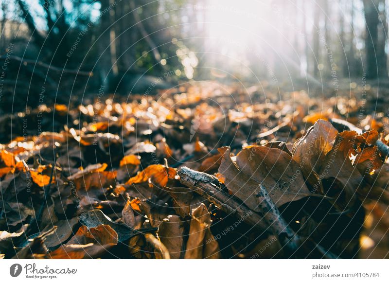 mantle of orange fallen leaves with sunset background autumn season brown forest beautiful outdoor plant leaf nature foliage yellow bright colorful nobody
