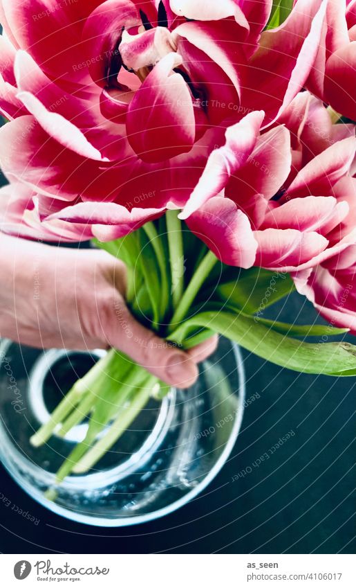 Put tulips in the vase double tulip Green Gray Anthracite Hand Water Vase Decoration pink White Tulip Spring Bouquet Blossom Flower Plant Interior shot Nature