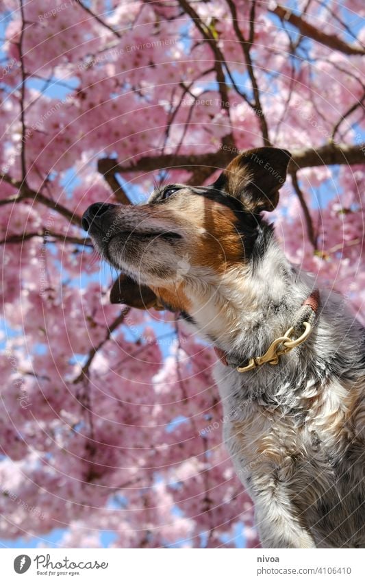 Jack Russell Terrier under a cherry blossom tree jack russel terrier Cherry blossom Neckband Love of animals Spring petals Pink pink background Pelt Nature Dog