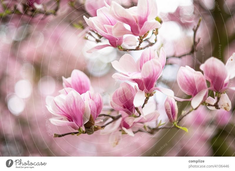 Magnolia branch with flowers in spring Growth Plant Background picture Wellness Tree pretty Nature naturally Fragrance Spa Flower Blossoming Spring