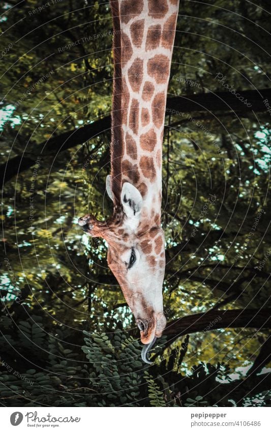 Long neck - giraffe eating - a Royalty Free Stock Photo from Photocase