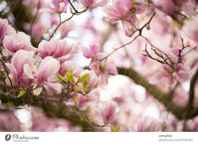Magnolia tree in spring Growth Plant Background picture Wellness Tree pretty Nature naturally Fragrance Spa Flower Blossoming Spring Magnolia plants blossom