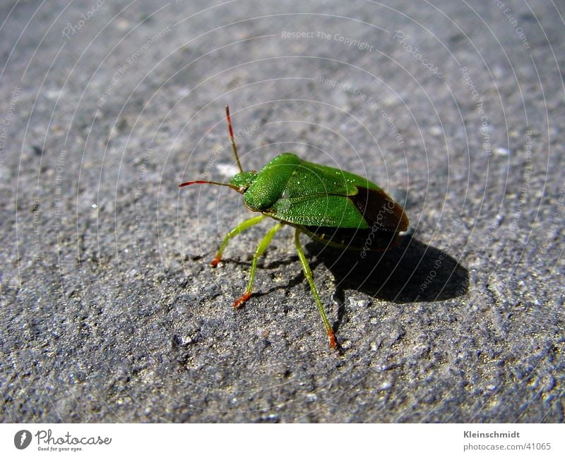 beetle__1 Animal Macro (Extreme close-up) Beetle she