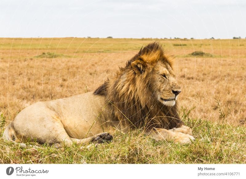 The living sphinx. African lion resting on a hill. Kenya addo african animal animals beast beasts beautiful big bush carnivore cat cats closeup confident