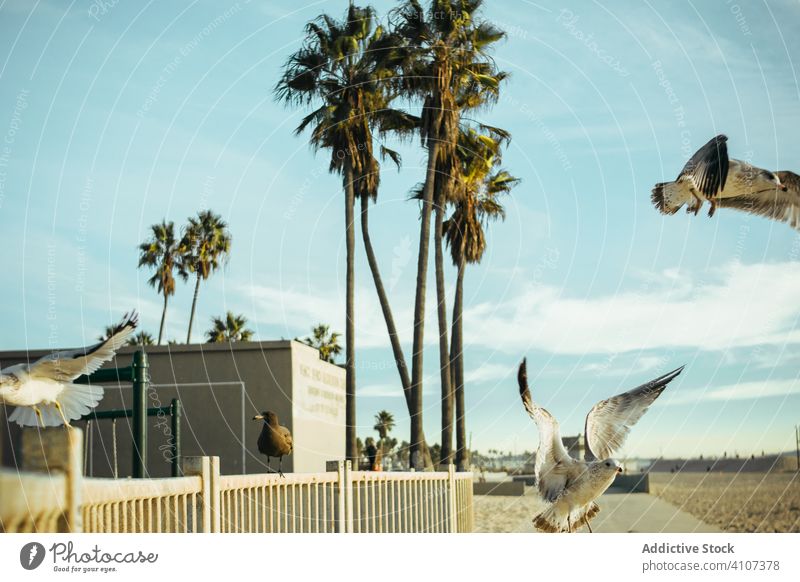 Seagulls on fence on sunny day seagull flapping playground wing blue road destination path hoop nature palm tree playing recreation sky summer beach