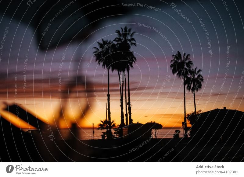 Silhouette of palm trees in evening sunset on beach silhouette serene journey seaside vacation travel summer tourism venice beach coast relaxation freedom usa
