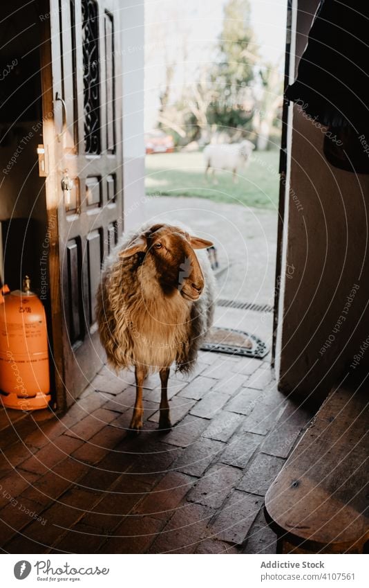 Hairy sheep standing in doorway farm countryside woolly agriculture rural livestock animal open entrance nobody cute adorable hairy creature mammal house