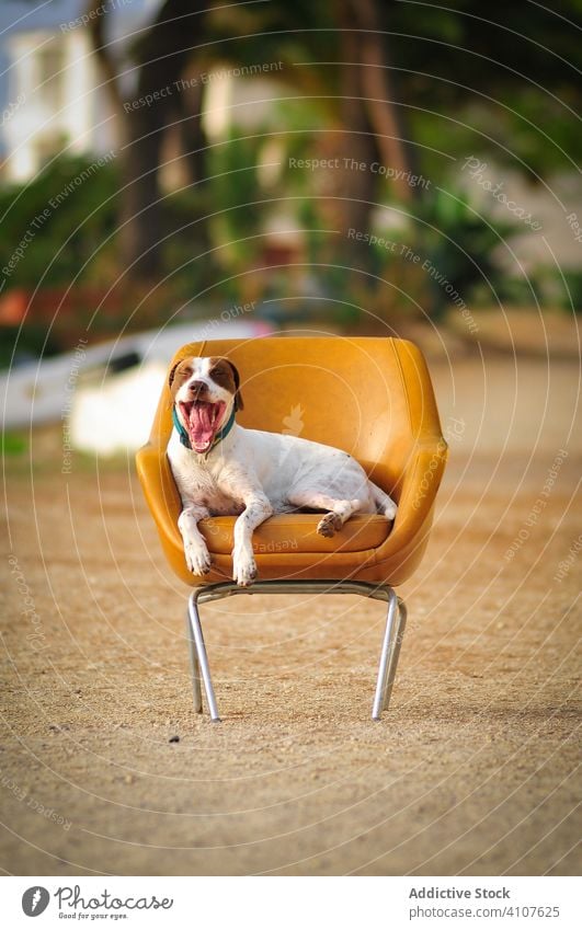 Glad curious purebred dog sitting on chair in beach happy relax cheerful travel jack russell terrier vacation joyful nature glad sand pet animal rest adorable