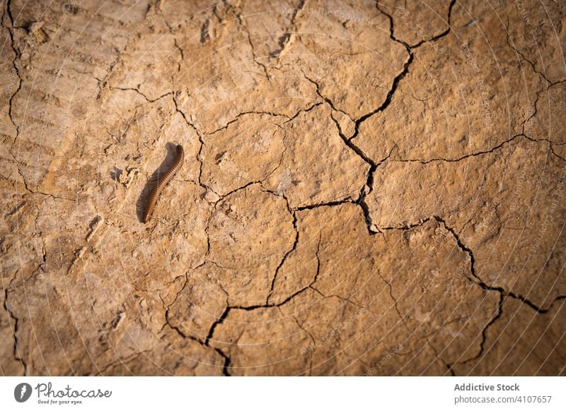 Long brown caterpillar on dried ground warm desert dry crack nature hot earth climate arid soil weather solar summer terrain clay environment surface texture