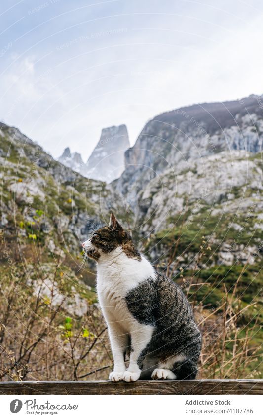 Striped cat sitting on wooden fence in mountain pet hill striped travel nature peak landscape stony tourism adventure animal scenery asturias lazy europe cute