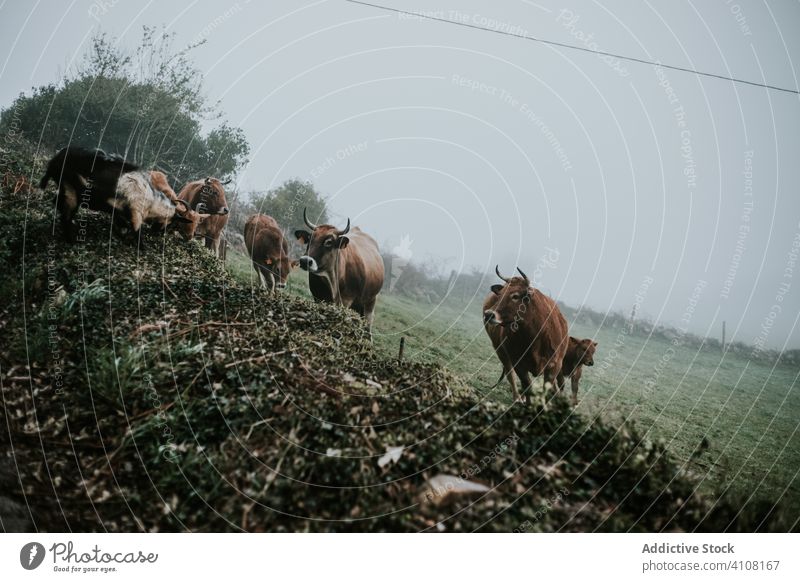 Herd of cows grazing on field herd graze cattle pasture meadow misty countryside animal farm mammal nature rural grass livestock environment green domestic