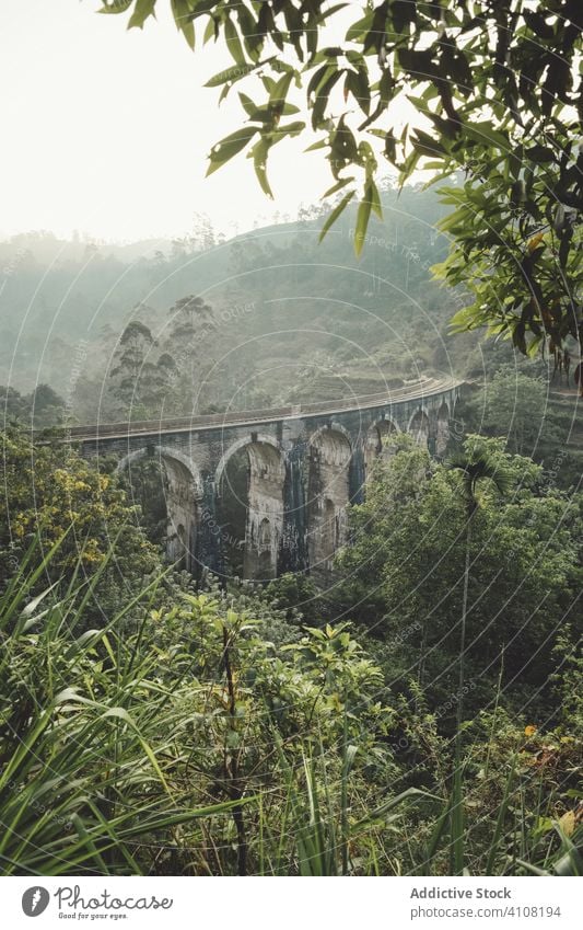 Exotic rainforest around ancient big bridge jungle aged green exotic tropical woods overgrown fog stone construction sri lanka asia old historical nature