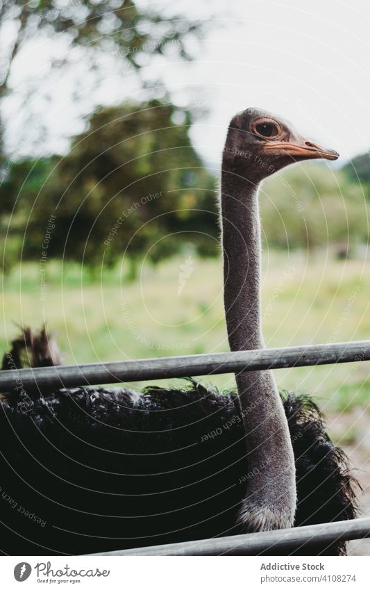 Peaceful wild big ostrich in zoo bird nature reserve fauna travel environment countryside walk wildlife summer tourism stand feather freedom exotic adventure