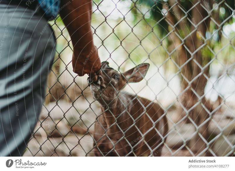 Curious deer in enclosure sniffing hand of anonymous man in zoo fence animal mammal fauna curious relax fur adorable countryside creature visitor summer brown