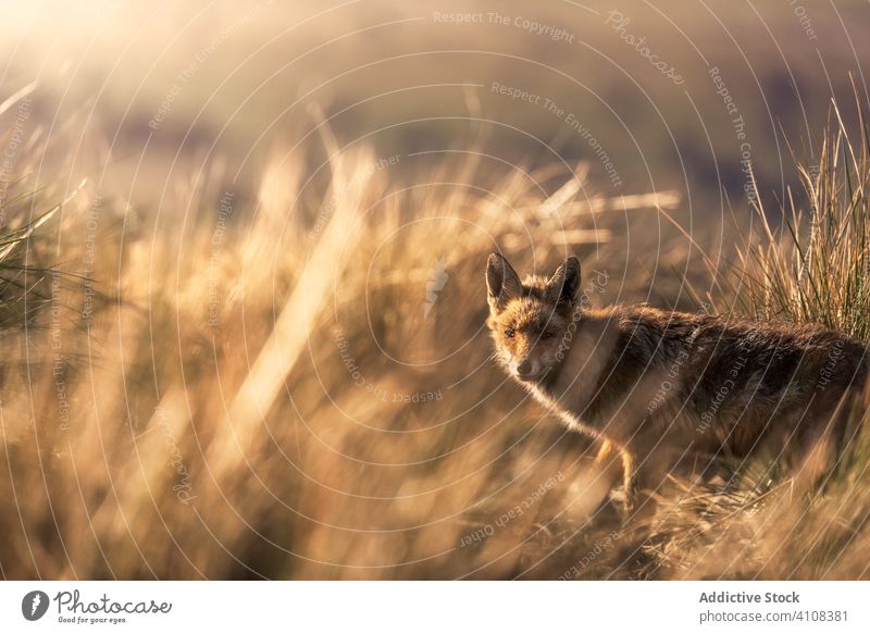 Wild animal in dry grass in autumn wild fox nature field countryside fauna mammal carnivore rural habitat curious creature environment specie adorable dog