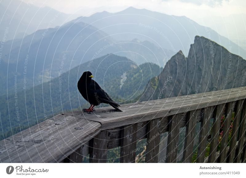 Bird on the mountain Environment Nature Landscape Air Sky Clouds Horizon Summer Weather Beautiful weather Forest Rock Alps Mountain sheep's mountain Peak