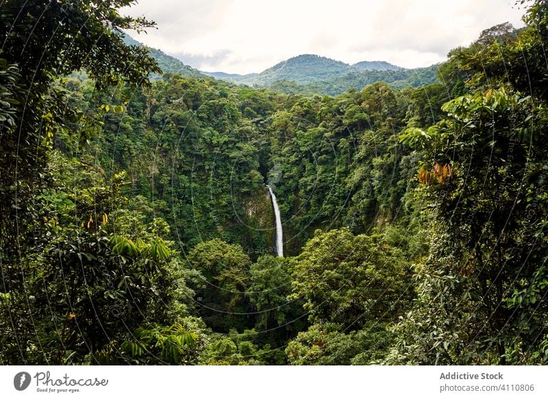 Waterfall in green jungle in summer waterfall nature landscape scenic lush tree costa rica forest plant environment foliage idyllic picturesque tropical