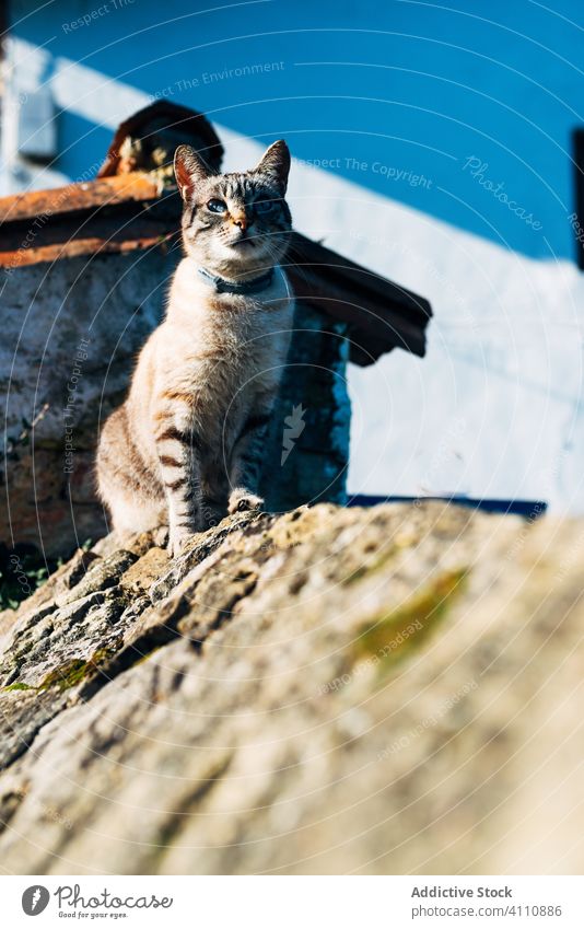 Cute cat sitting on stone fence roof street house rough domestic animal pet feline collar border exterior sunny daytime nobody creature mammal fur fluff