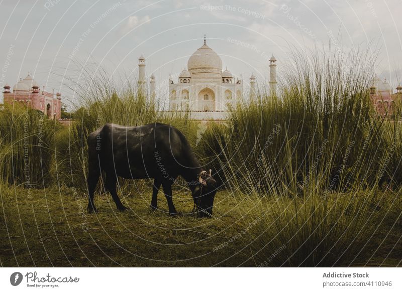 Cow feeding on green grass near beautiful castle cow graze temple culture architecture travel building taj mahal tourism ancient old historic mammal animal