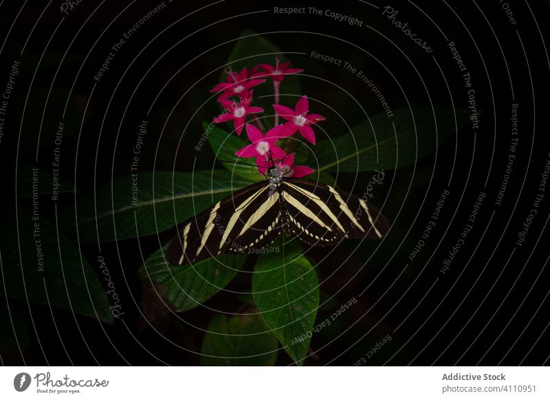 Striped butterfly near flowers and leaves leaf nature wing insect plant creature flora animal stripe fresh dark fauna wildlife summer botany environment biology