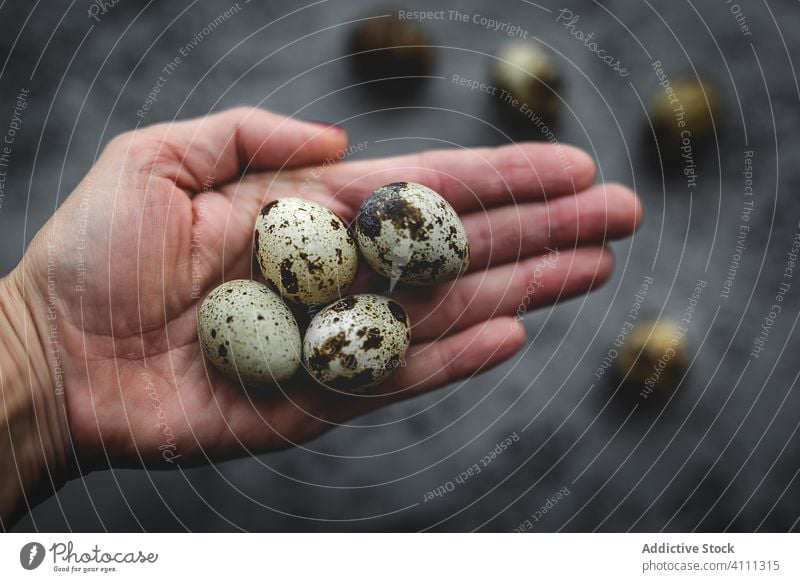 Fresh quail eggs in woman's hands from above food ingredient background brown raw healthy fresh organic natural easter protein breakfast group poultry yellow