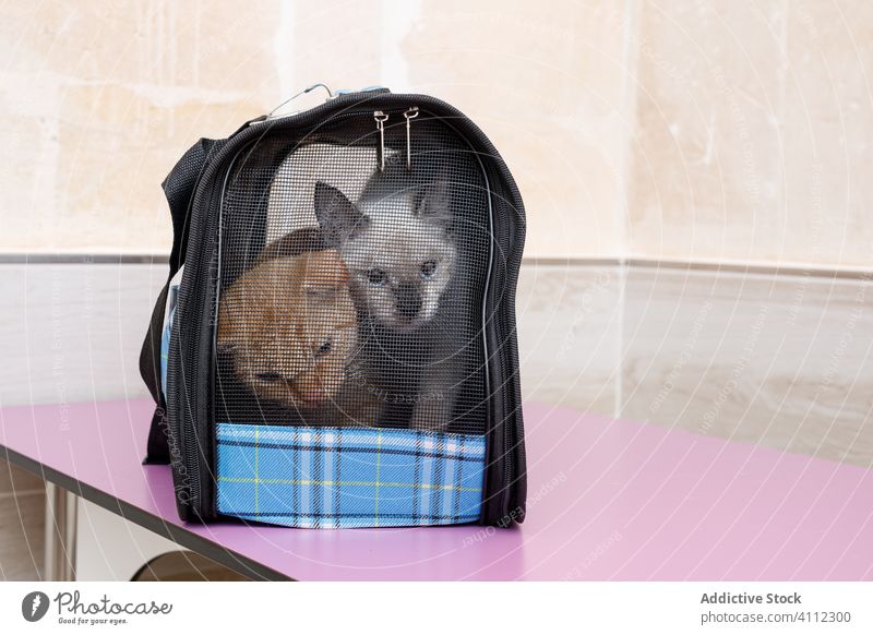 Adorable cats in pet carrier table clinic vet white fur red curious animal bag adorable small cute little mammal care treat hospital comfort beast tabby wait