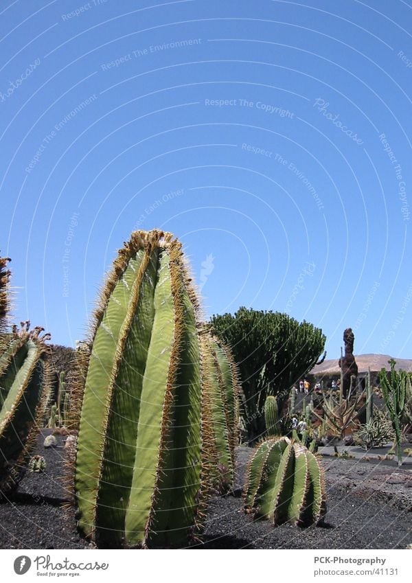 prickly cactus Cactus Lanzarote Canaries Vacation & Travel Thorny