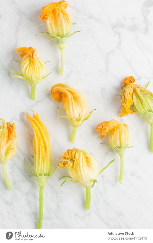 Zucchini flowers on marble table zucchini fresh cook kitchen bloom natural plant yellow blossom organic composition season floral petal bunch botany arrangement