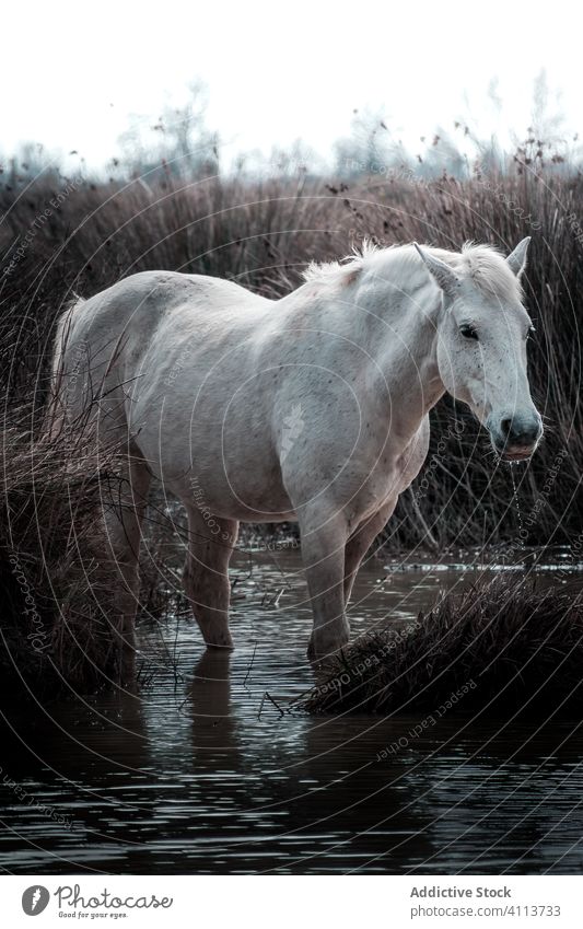 White horse standing in water in countryside grass white calm swamp nature animal tranquil season wild environment peaceful cold serene pond mammal domestic